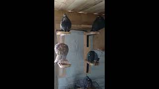 Gaditano Belgebelgian