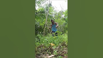 Harvesting cassava part 541 #shorts #farming #cassava #nature  #cassavaroots #cassavafarming