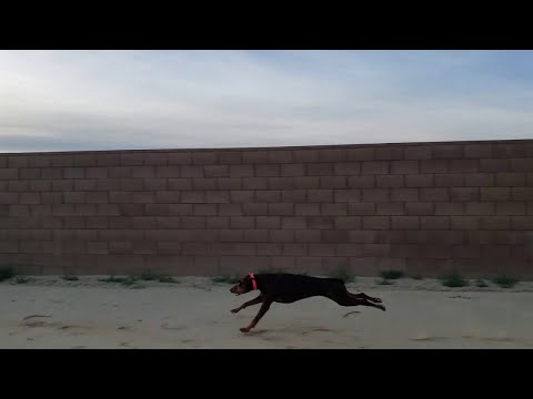 Lighting Fast Doberman Pinscher Running || ViralHog