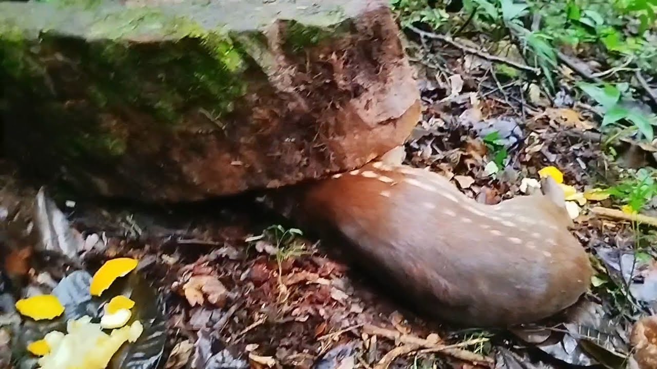 🚨ADVERTENCIA: 50kg de 🪨 = TRAMPA PERFECTA (Técnica olvidada)