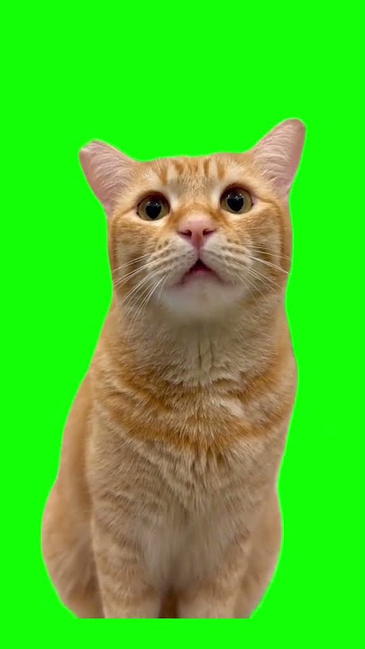 Green screen kucing #4