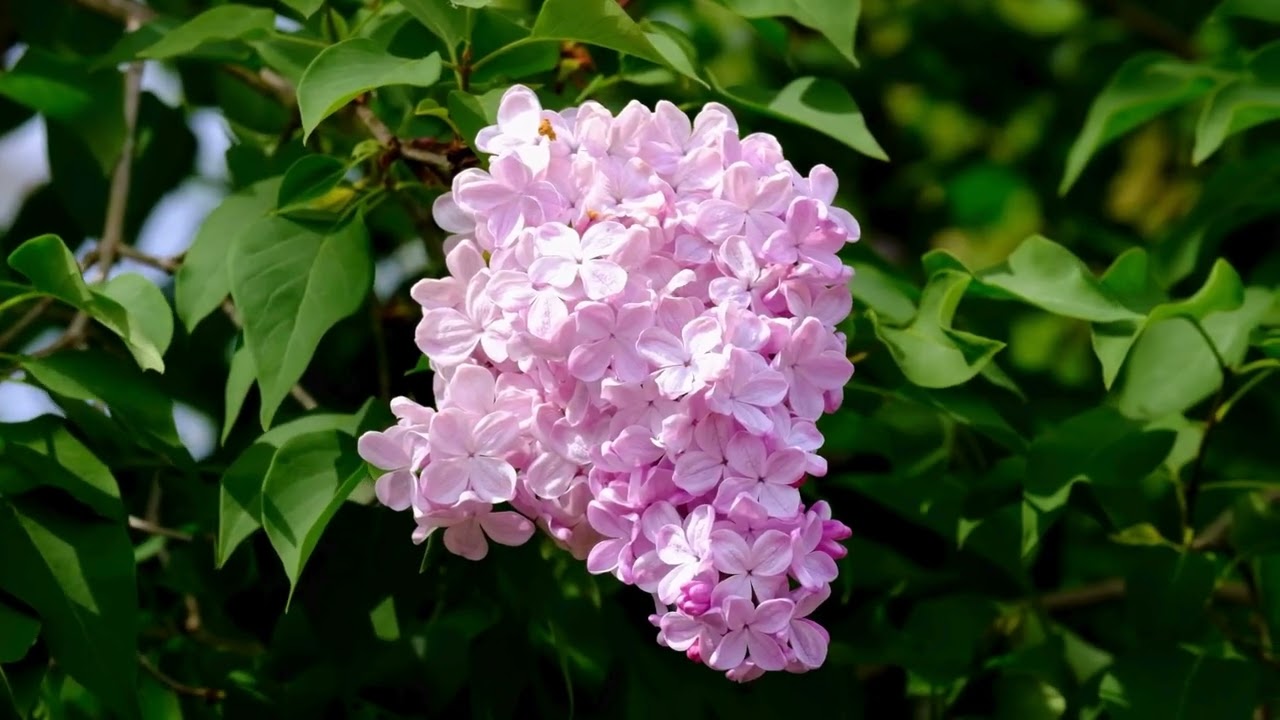 Vibração Semanal do Centro Espírita Casa do Caminho - Aquidauana, MS - 17/02/2026.