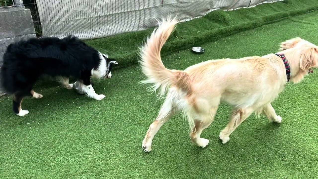 Happy dog                           2026年3月7日