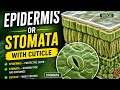 Epidermis #cuticle#stomata#boardexam2026 