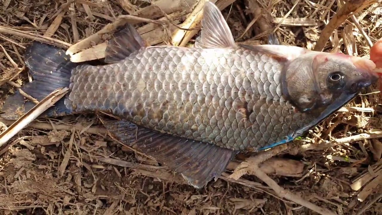 PESCUIT PE CANAL (CARAS FRUMOS) !