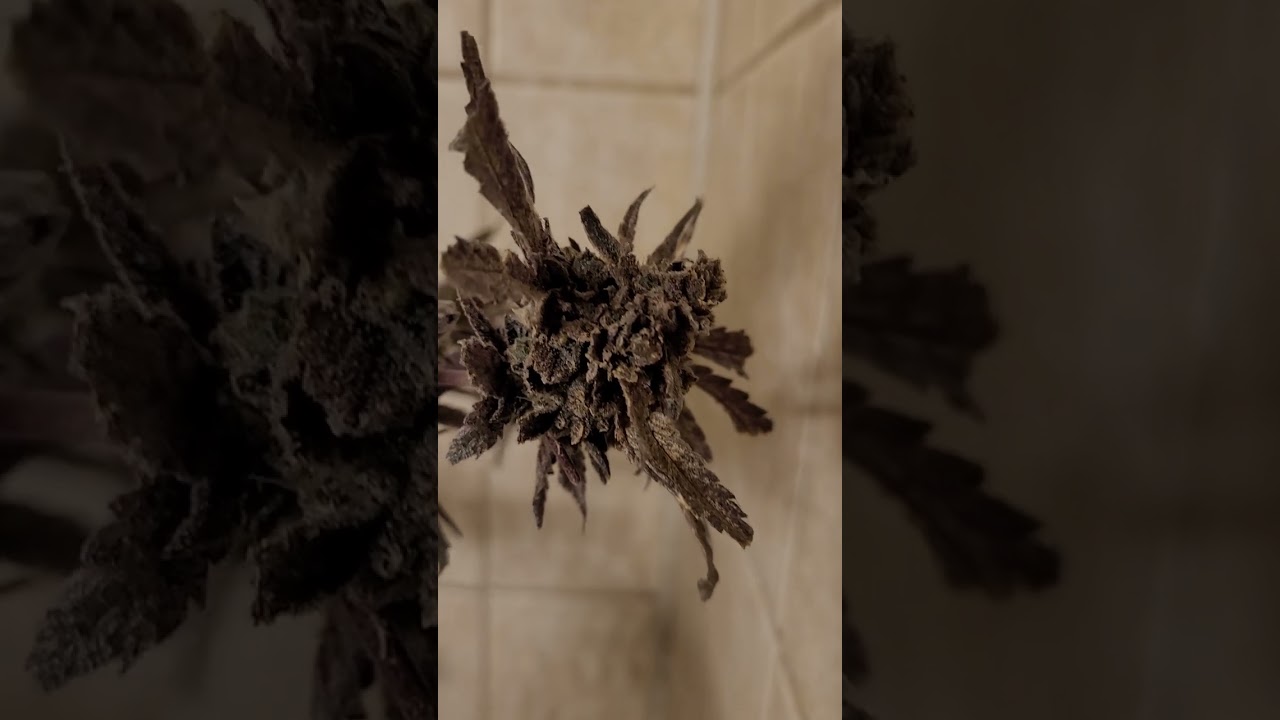 Flushin My Confidential Cheese #3