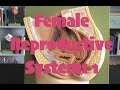 Female Reproductive System: 1