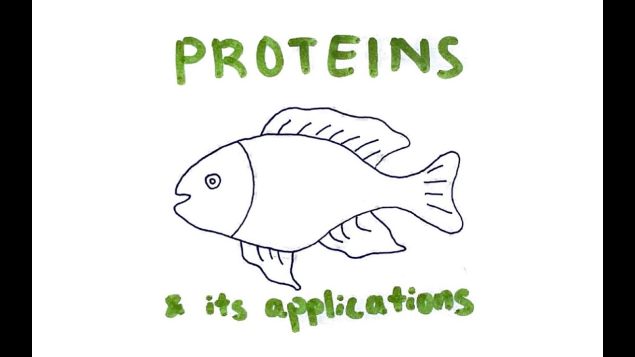 International Baccalaureate Biology [IB] Proteins and its