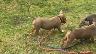 Great Dane Finds a New Grandma On Hiking Trail | The Dodo