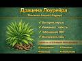 Драцена Лоурейра Dracaena Loureiri Gagnep