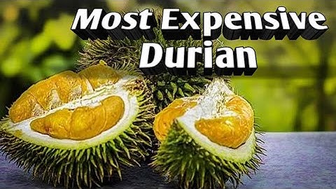 5 Most Expensive Durians in the World Which Are Favorites of Sultans