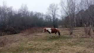 Впервые отпустила Тоторо на свободу погулять.