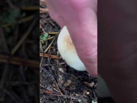 Грибник СЧАСТЛИВ! Нашёл БОРОВИКИ! Красивые Белые грибы!