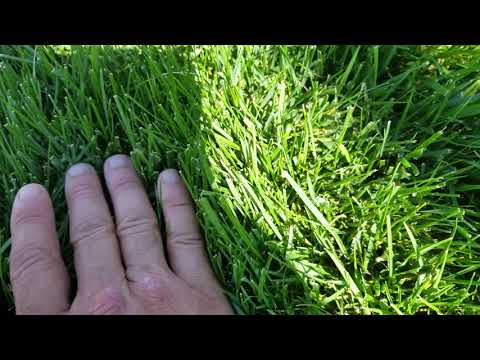 The difference between Bluegrass and turf type tall fescue in the beginning stages of drought