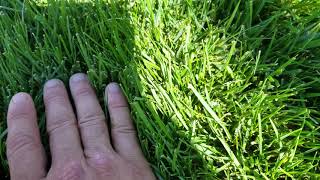 The difference between Bluegrass and turf type tall fescue in the beginning stages of drought