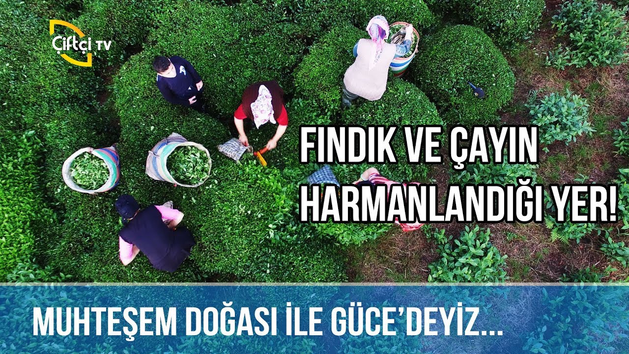 Fındık ve Çayın Harmanlandığı Yer! / Giresun -Köylü Kızı Semra
