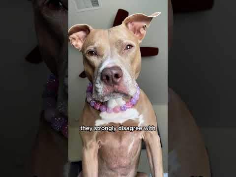 Comment your favorite 🥰 #pitbull #dogs #shorts #funnyanimals #funnydog #cutedogs
