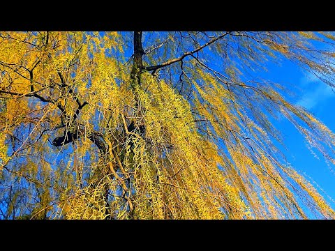 Футаж Весенняя Ива в Лучах Солнца. Футаж Листья Распускаются Весной. Весенняя Листва. Видеофутажи