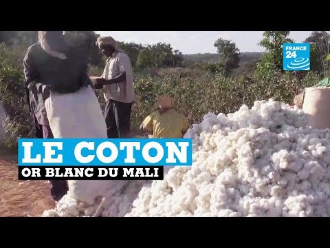 Vidéo: Quels sont les États qui produisent le plus de coton ?