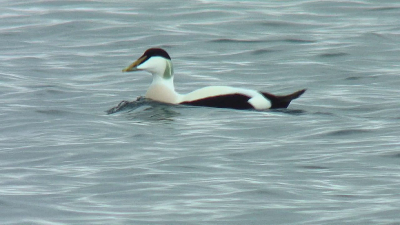 ホンケワタガモ 3 飛翔 ノルウェー フィヨルド Common Eider Wild Bird 野鳥 動画図鑑 Youtube ホンケワタガモ 3 飛翔 ノルウェー フィヨルド Common Eider Wild Bird 野鳥 動画図鑑 Youtube