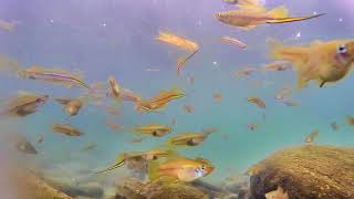 1090522劍尾魚釣遊2