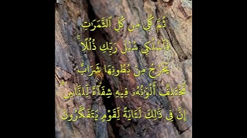 16 القرآن الكريم الآية 69 من السورة