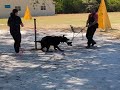 Big German shepherd dog in attack mode