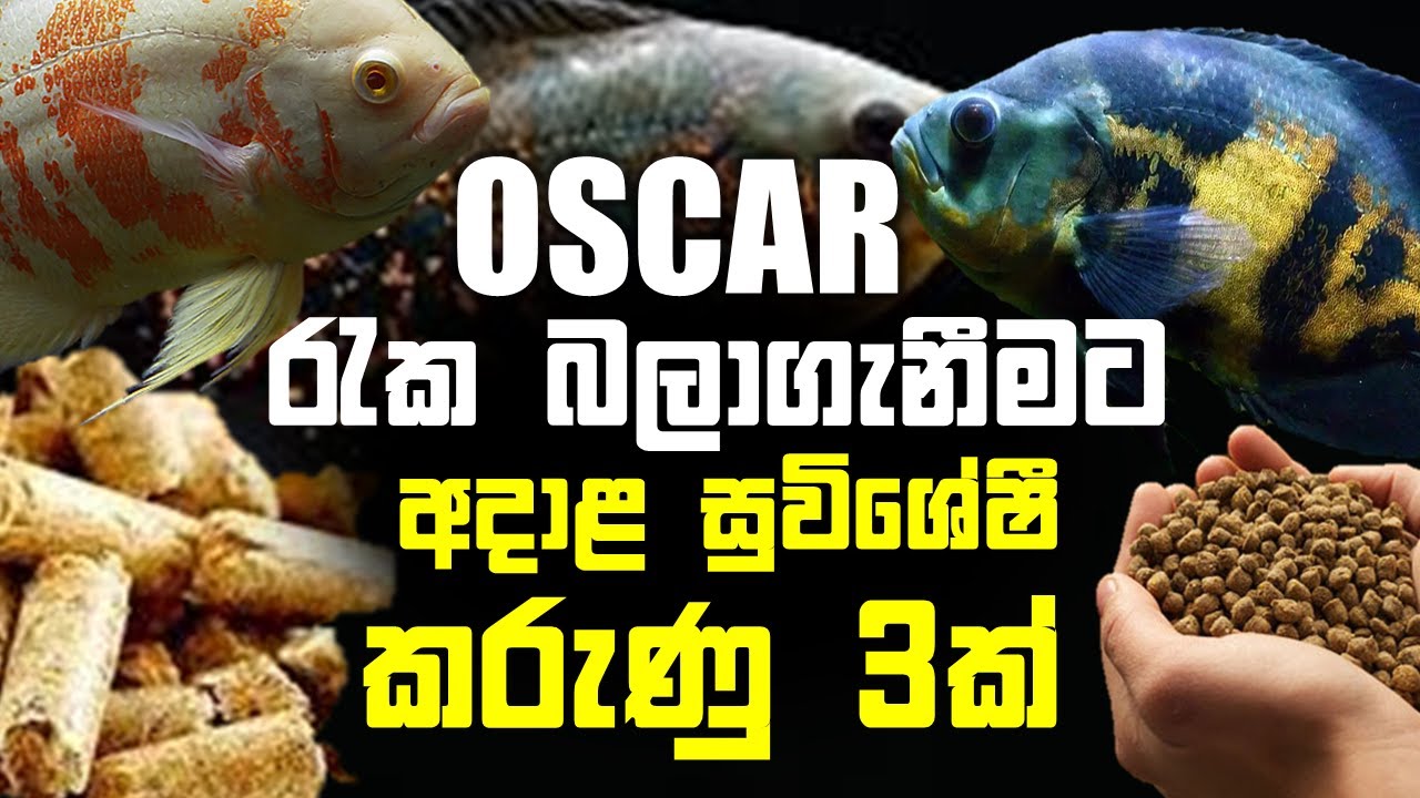 3 CARE GUIDELINES about Oscar | most important Care facts in SINHALA |about feedings,water,selecting