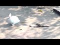 BunnySquiii...Part=01 || My rabbit and squirrel...playing || cute animal's