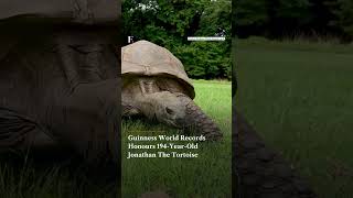 Guinness World Records Honours 194 Year Old Jonathan The Tortoise | Firstpost News | N18G