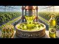 Inside a Modern Olive Oil Factory | From Olive Harvest to Bottled Extra Virgin Olive Oil