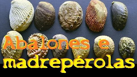 Como se forma a madrepérola?