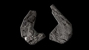 346 Million Year Old Fossil Shocks Scientists!