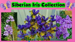 Siberian Iris Collection 2023