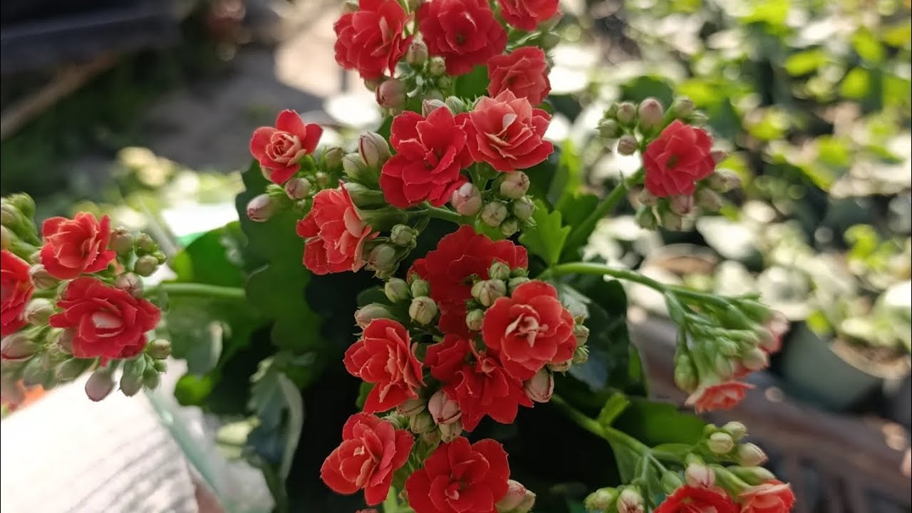 Kalandiva Kalancho ekim serüveni 1 günümü alan ekimi 20dkya sığdırdım.#kalanchoes #kalanchoe #keşfet