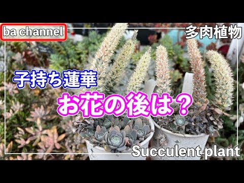 467{多肉植物} 子持ち蓮華💐お花が終わったら?【多肉事】【多肉 467{多肉植物} 子持ち蓮華💐お花が終わったら?【多肉事】【多肉