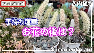 467{多肉植物} 子持ち蓮華?お花が終わったら？【多肉事】【多肉の花芽 