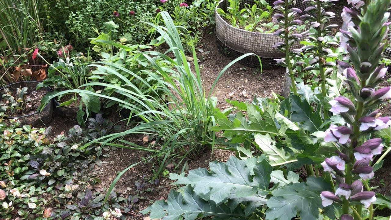 レモングラス　地植えの冬越し（関東）成功！（秋〜春）冬越し方法