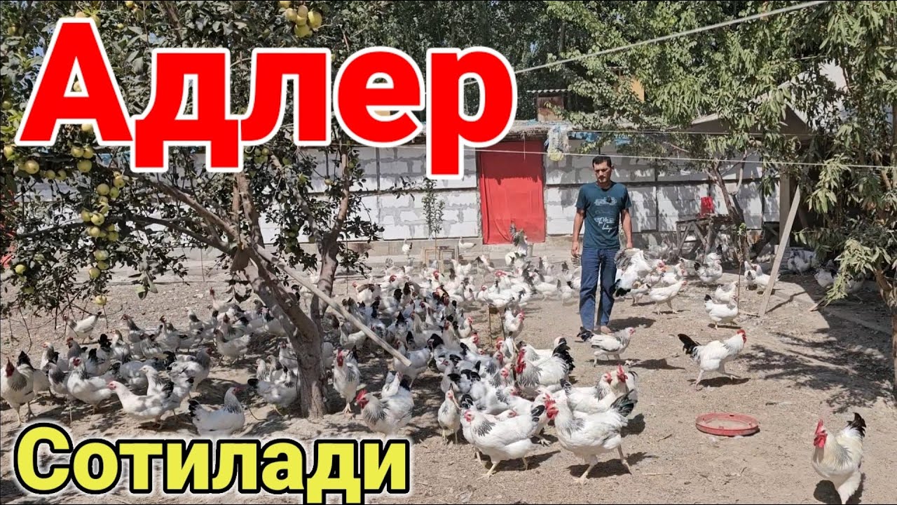 Ёш Адлер товуклари сотилади