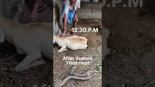 Excessive Concentrate Ingestion Acidosis Ketosis