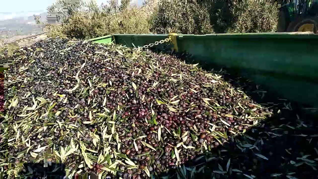 Recolección de aceituna en cuadrilla