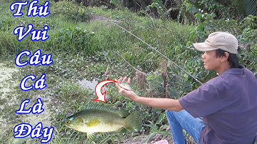 Câu Cá Rô Đồng Bằng Trúng Kiến Vàng