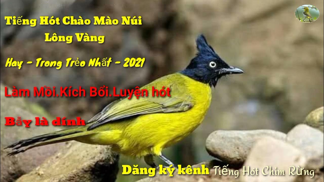 Tiếng Hót Chào Mào Núi/Chào Mào Lông Vàng/Hay Nhất 2021/Chào Mào Núi Mồi -  Youtube