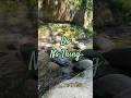 ⚡️ Do 'No Thing' Challenge 11.1 ⚡️ New Earth Creations #mindfulness #naturelovers #riversounds