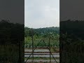 lagi dikebun#part5