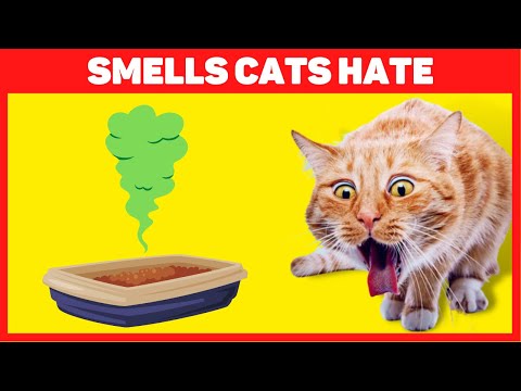 วีดีโอ: การรุกรานที่ไม่รู้จักในแมว
