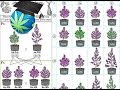 Cannabis Breeding Basics - Advanced Topic Cannabis Breeding Basics - Advanced Topic