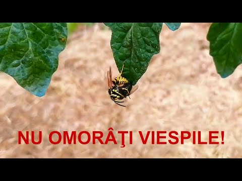 Video: De Ce Visează Albinele și Viespile