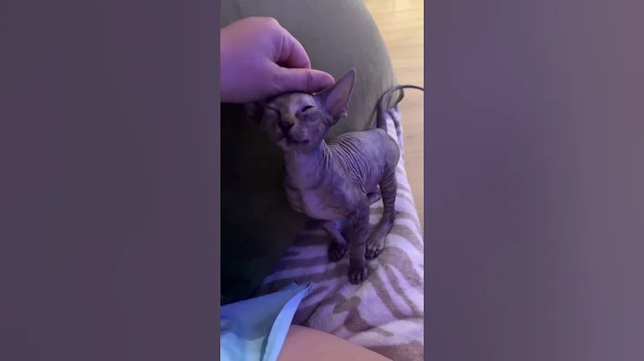 Video 11714581: sphynx cat love, cat funny beautiful