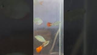Гуппи и радужницы